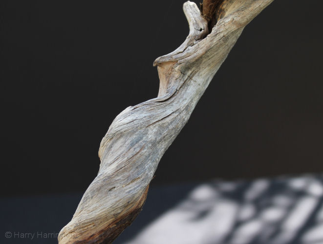 Juniper sabina literati bonsai